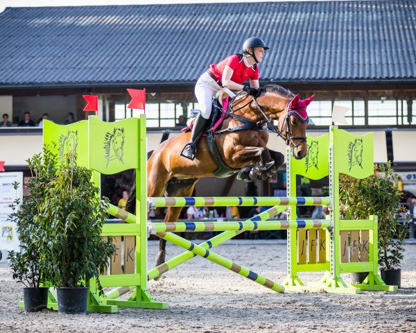 Springpferd Quivive Van De Heffinck (Westfale, 2010, von Chin Quin)