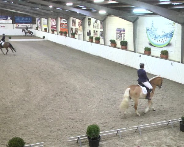 Reitturnier Viernheim 2018
