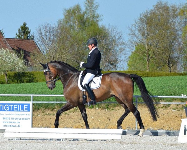 dressage horse Sortario (Oldenburg, 2008, from Jimmie Choo Seq)