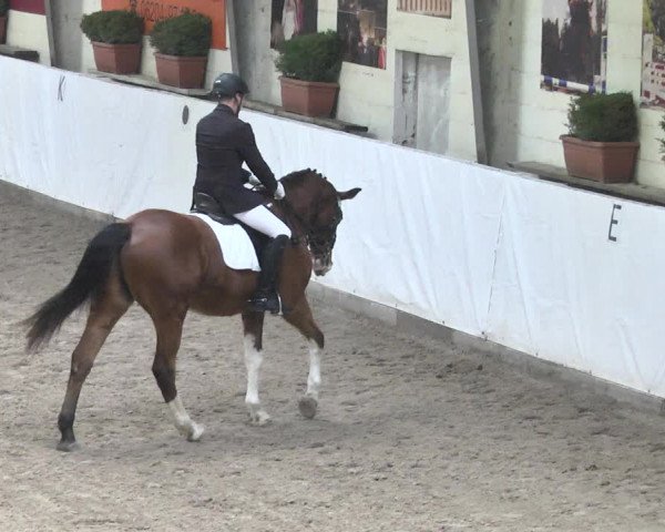 Reitturnier Viernheim 2018