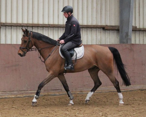 Springpferd Rafale Du Vent (Mecklenburger, 2010, von Rodney's Boy) Springpferd Rafale Du Vent (Mecklenburger, 2010, von Rodney's Boy)