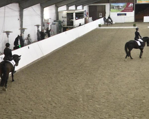 Reitturnier Viernheim 2018