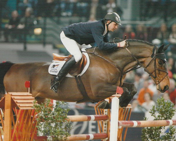 Springpferd Romulus 105 (Holsteiner, 1999, von Ramirado)