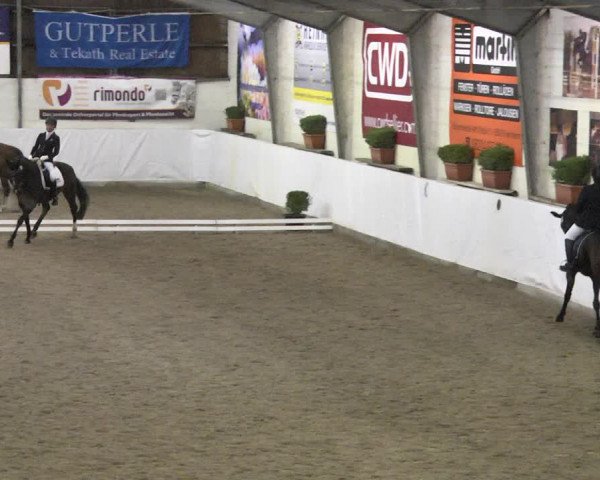 Reitturnier Viernheim 2018