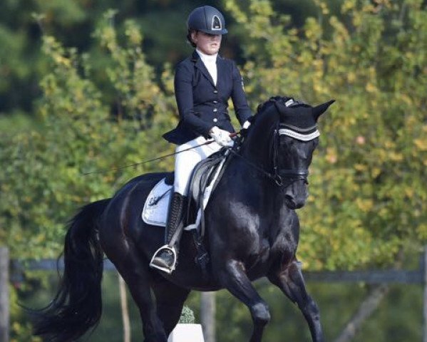 dressage horse Tamburin Man (Oldenburg, 2012, from Totilas)