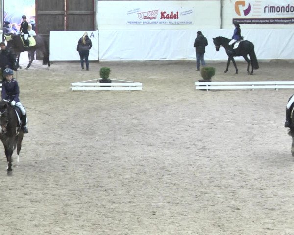 Reitturnier Viernheim 2018