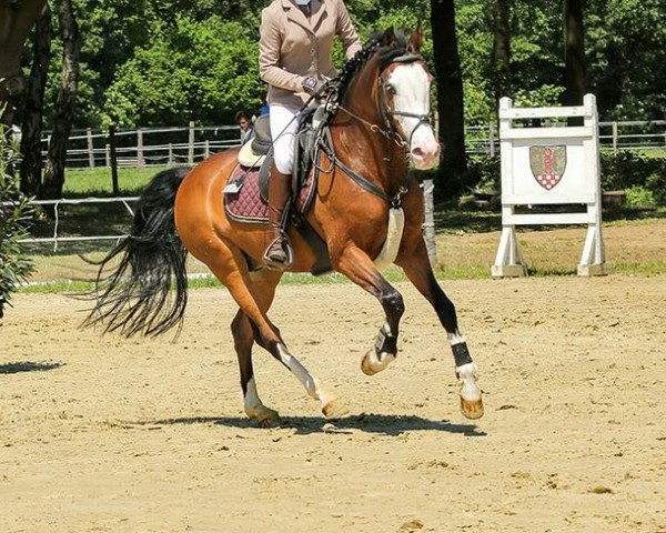 Springpferd Night Fly E (Deutsches Reitpony, 2002, von Now or never de Montmain)