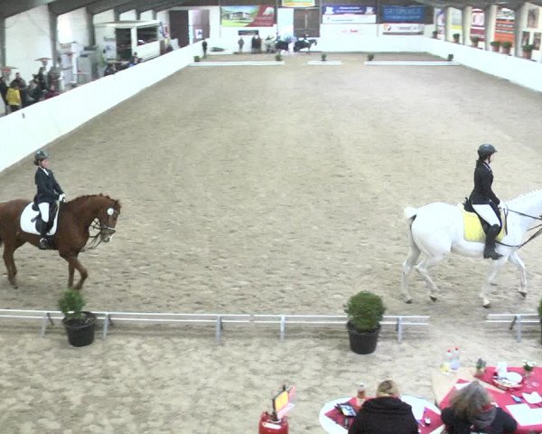 Reitturnier Viernheim 2018