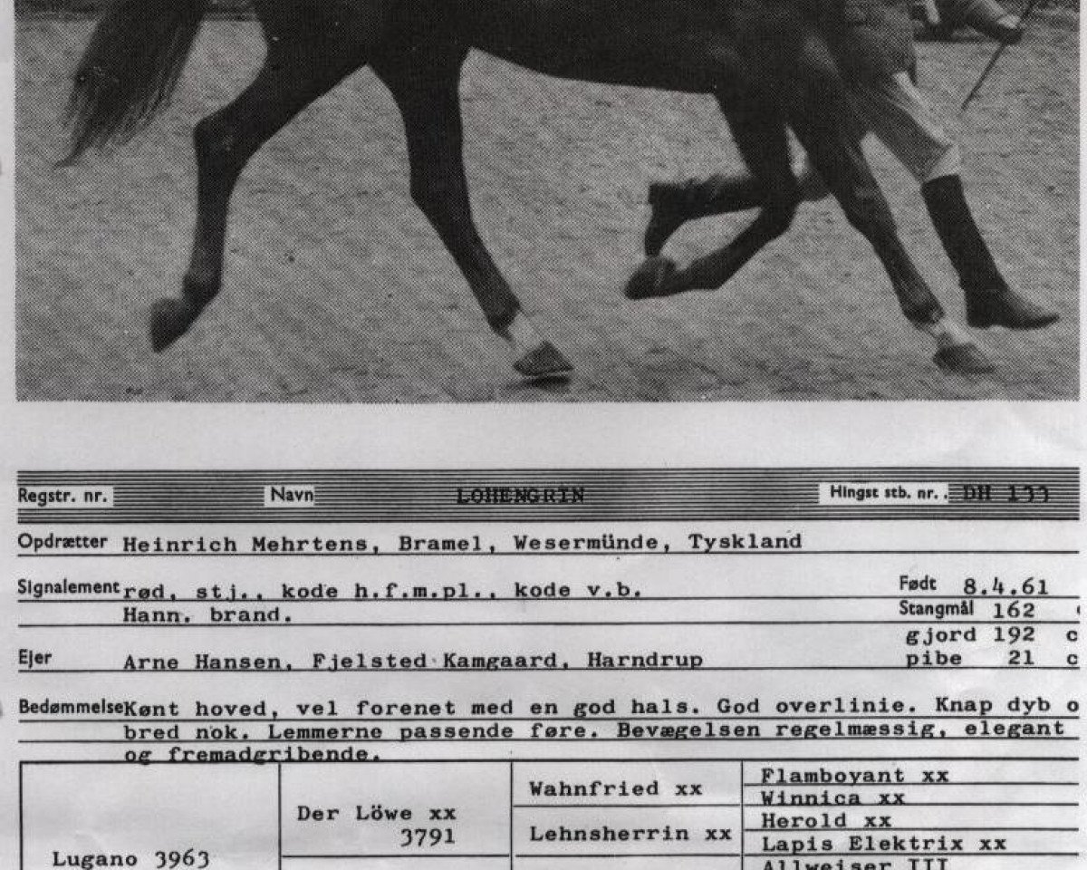 Deckhengst Lohengrin (Dänisches Warmblut, 1961, von Lugano I 3963)