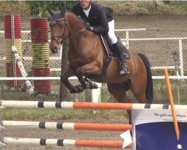 jumper Ferstlhof's Dollar Dream (Bavarian, 2012, from Dollar D'Or Sb)