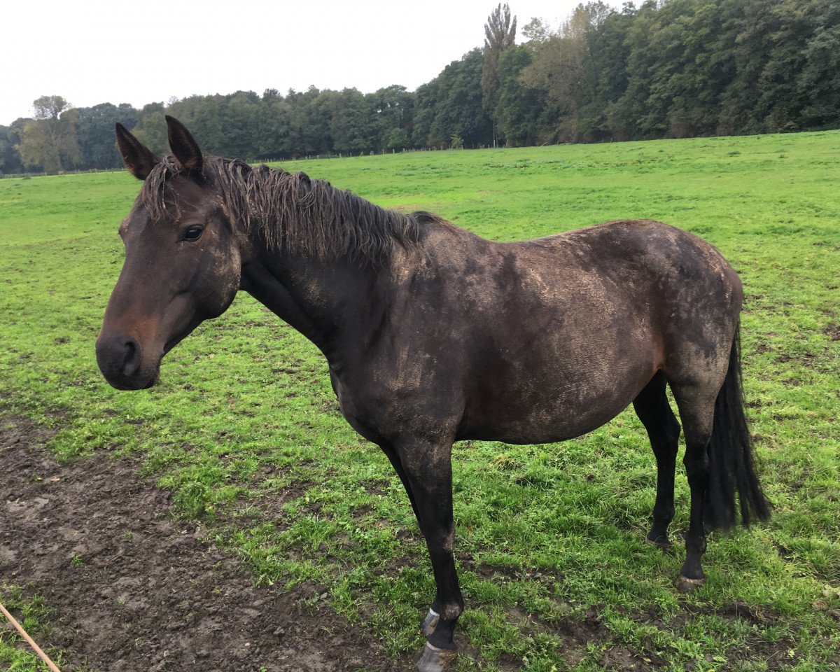 broodmare Sensation SN (Hanoverian, 2009, from Sandro Hit)