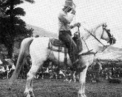 stallion Kabar ox (Arabian purebred, 1930, from Kaaba ox)