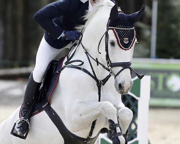 jumper Chardonnay 82 (Oldenburg show jumper, 2008, from Champion du Lys)