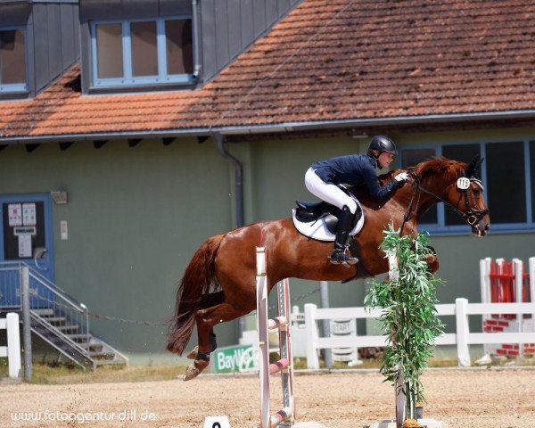 dressage horse Daysy S (Mecklenburg, 2012, from D'Olympic) dressage horse Daysy S (Mecklenburg, 2012, from D'Olympic)