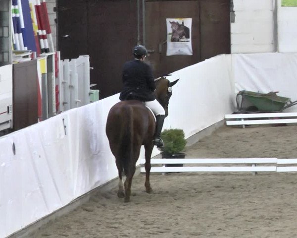 Reitturnier Viernheim 2018