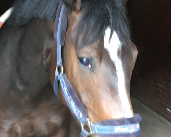 dressage horse Naava (Belgian Warmblood, 2013, from Franziskus FRH)