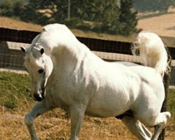 stallion Figuroso ox (Arabian purebred, 1966, from Tabal ox)