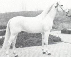 stallion Jalisco ox (Arabian purebred, 1971, from Figuroso ox)