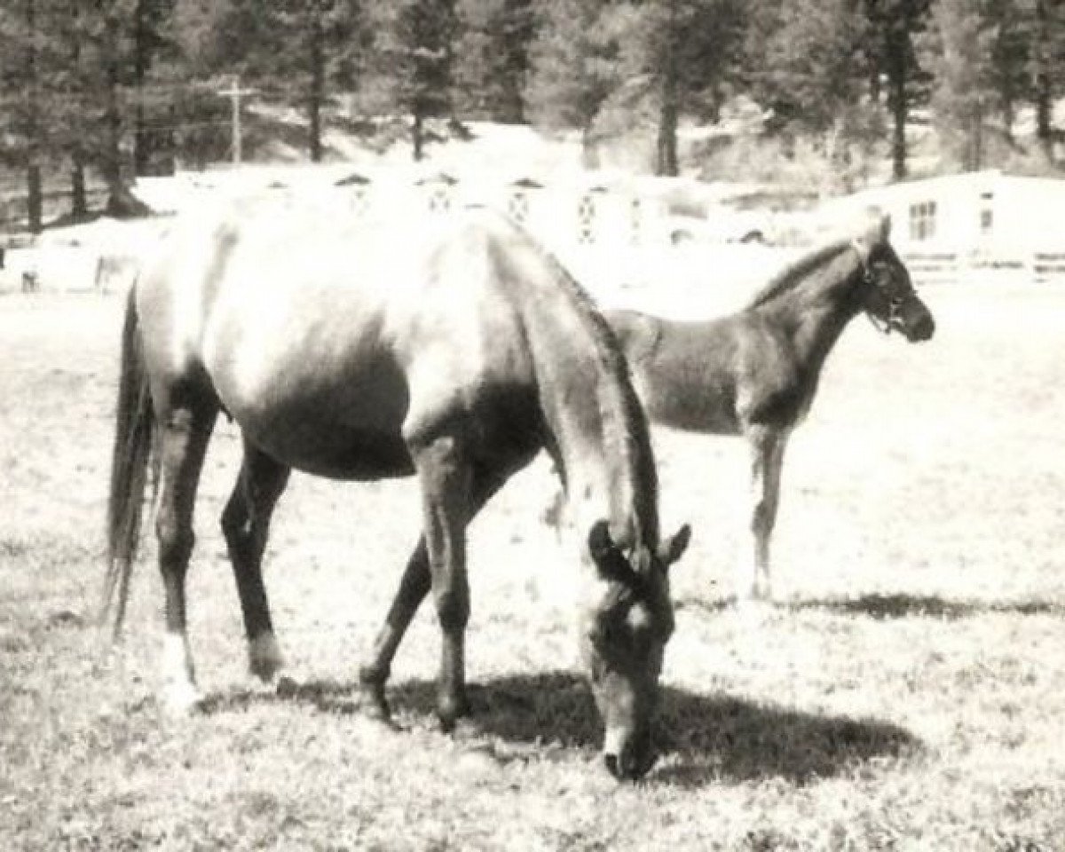 broodmare Talia III ox (Arabian purebred, 1953, from Dante ox)