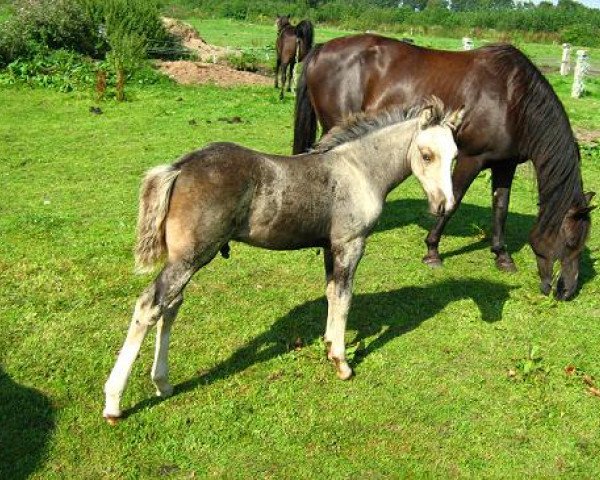 horse Petit Montagou (German Riding Pony, 2007, from Petit Marashino)