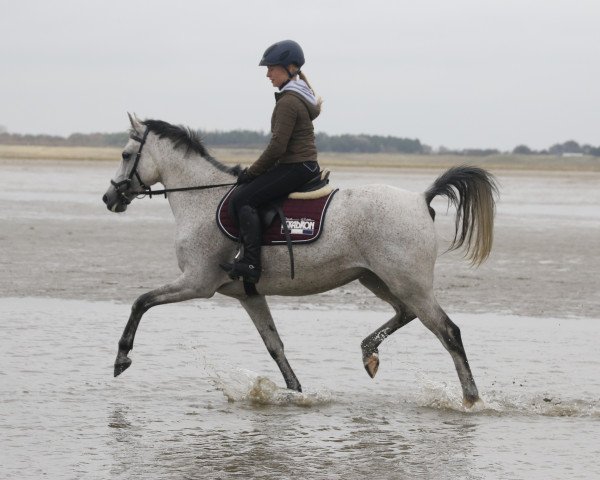 Pferd Petit Omana (Deutsches Reitpony, 2008, von Bazar ShA)