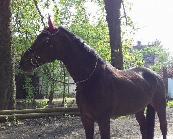 horse Chédor (Oldenburg, 2008, from Contendro I)