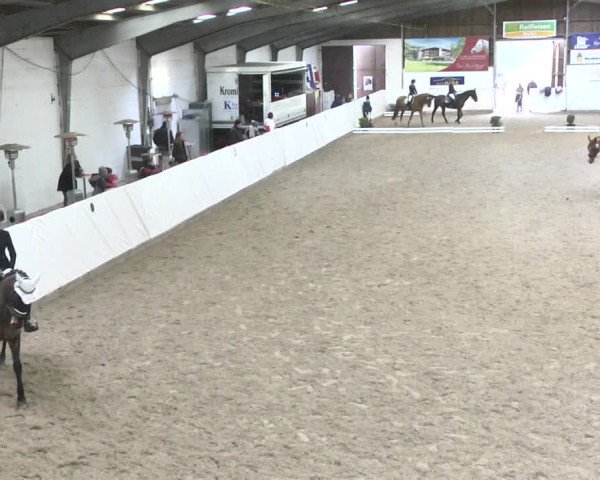 Reitturnier Viernheim 2018