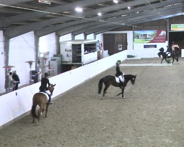 Reitturnier Viernheim 2018