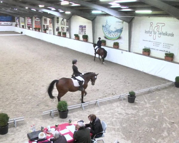 Reitturnier Viernheim 2018