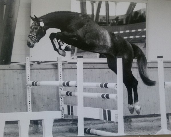 jumper Cosmopolitan TK (Westphalian, 2015, from Capistrano 2)