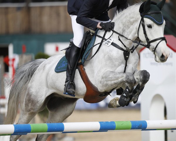 jumper Leonidas GS (Bavarian, 2012, from Lorano 15)