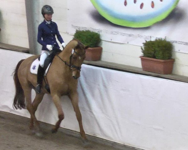 Reitturnier Viernheim 2018