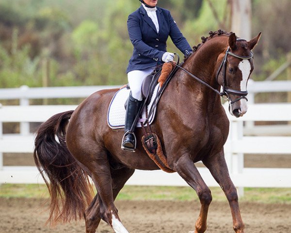 horse Frankee goes to Hollywood (Rhinelander, 2008, from Florenciano 6)