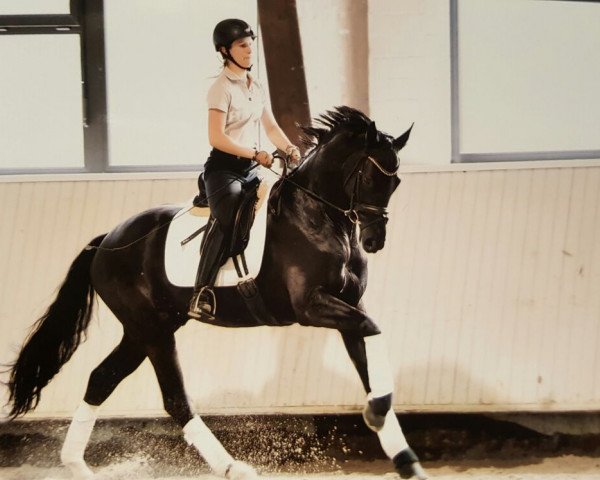 dressage horse Söhnlein Brilliant 3 (Hanoverian, 2009, from Soliman)