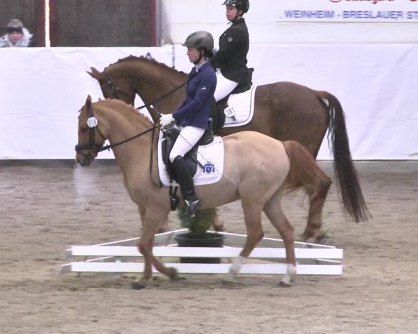 Reitturnier Viernheim 2018