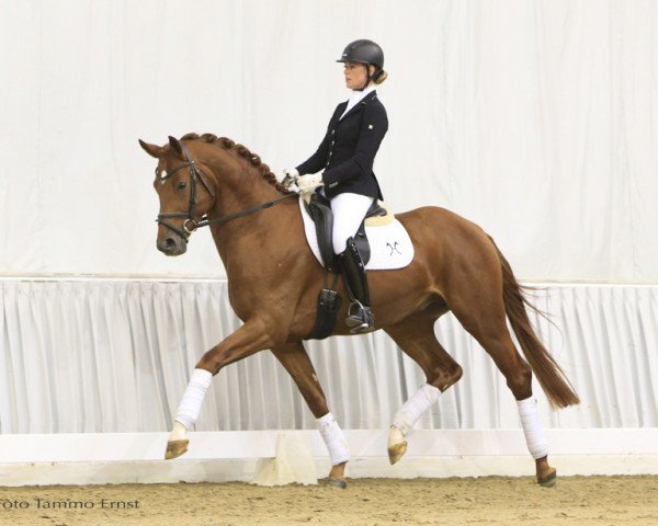 horse Quaterway (Hanoverian, 2013, from Quaterback)