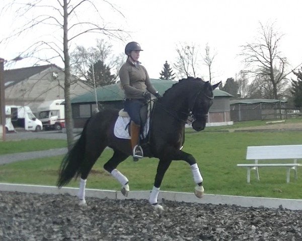 horse Future's Pride (KWPN (Royal Dutch Sporthorse), 2010, from Vivaldi)