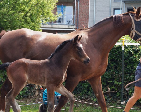 Pferd Freddy Mercury (Hannoveraner, 2015, von Fürst Romancier)