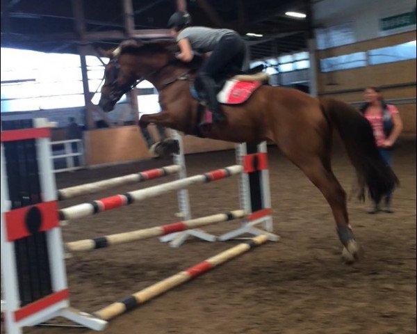 jumper Dancing Queen 196 (Hanoverian, 2009, from Doolittle)