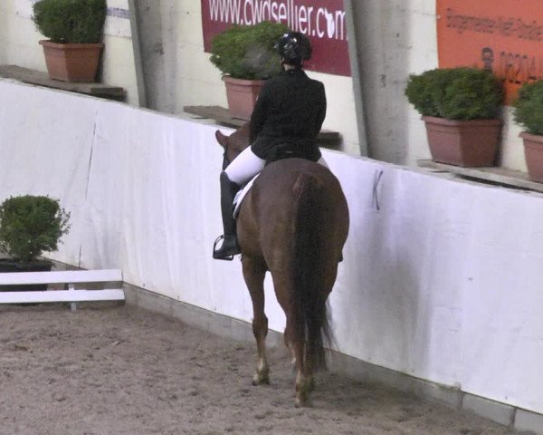 Reitturnier Viernheim 2018