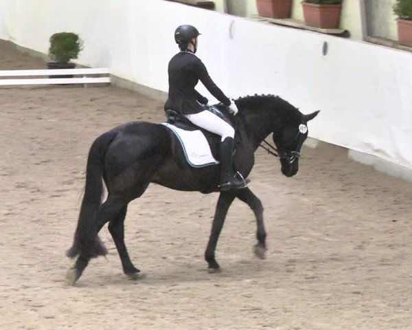 Reitturnier Viernheim 2018