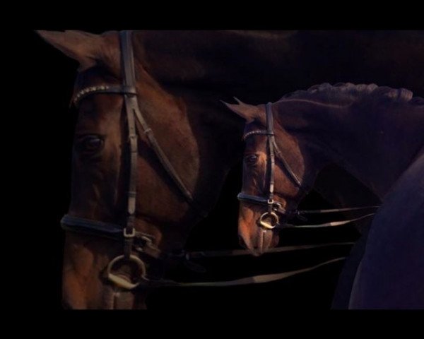 dressage horse Silvaner 22 (Hanoverian, 2007, from Sandro Hit) dressage horse Silvaner 22 (Hanoverian, 2007, from Sandro Hit)