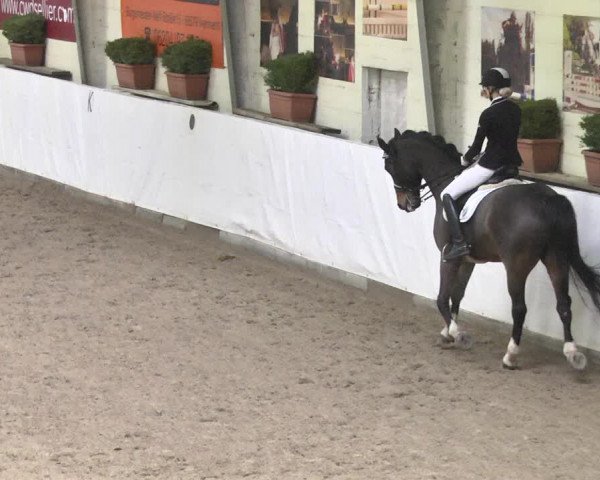 Reitturnier Viernheim 2018