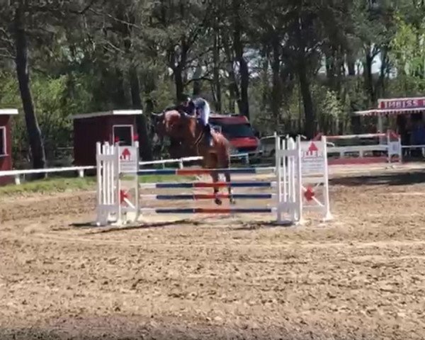 broodmare Balesca 2 (Holsteiner, 2009, from Larimar)