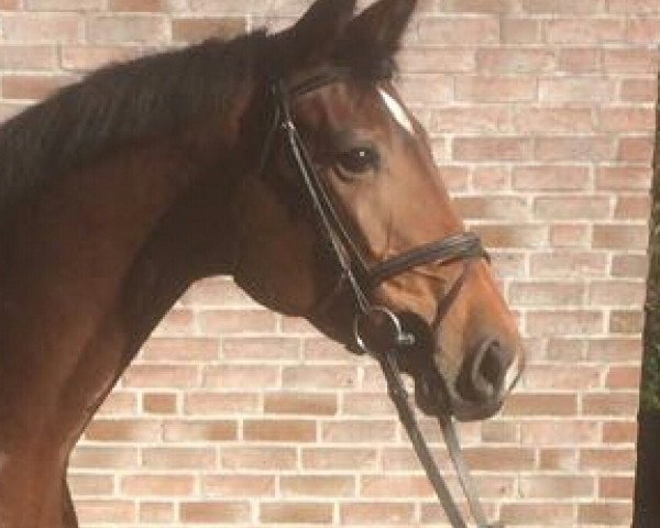 jumper Celesta 26 (Westphalian, 2012, from Chello III VDL)