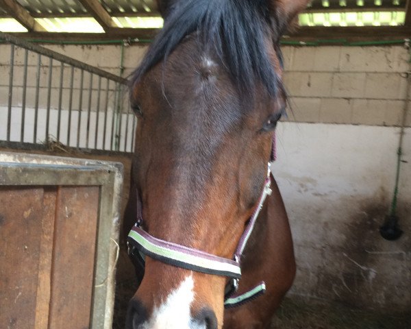 horse Raphael (Sachse, 1996, from Renard)