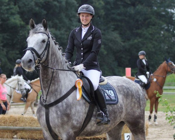 Springpferd Rocco 479 (Deutsches Sportpferd, 2009, von Rio Akzento)
