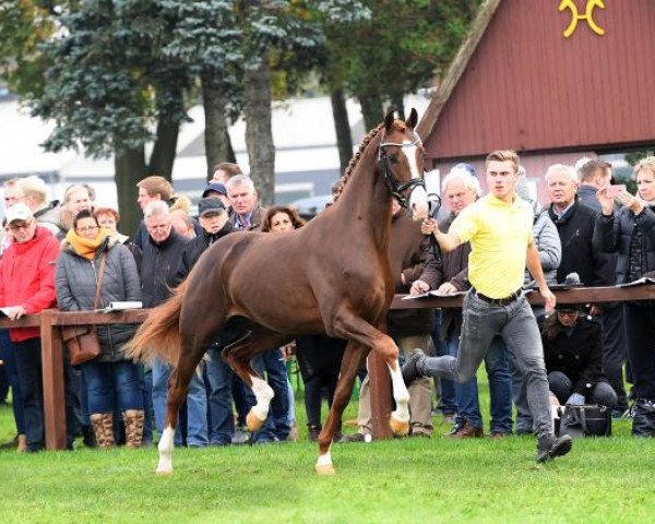 dressage horse D'Olympus (Hanoverian, 2015, from Don Olymbrio)