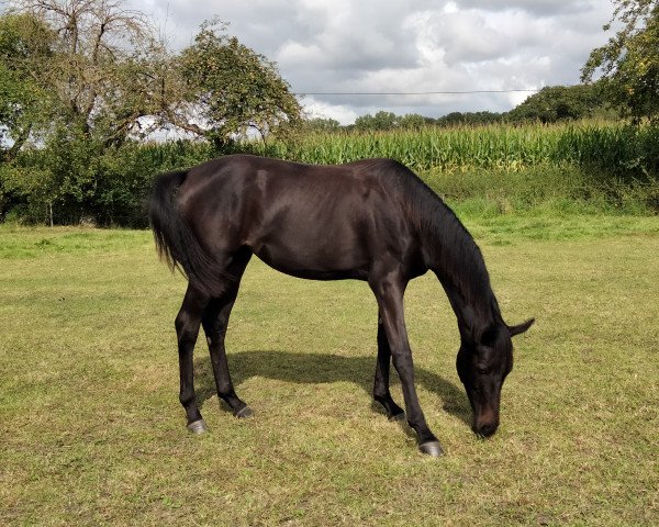 Pferd Falihandra HS (Rheinländer, 2020, von Falihandro)