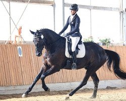 jumper Don Nymphenburg (Hanoverian, 2011, from Don Frederico)